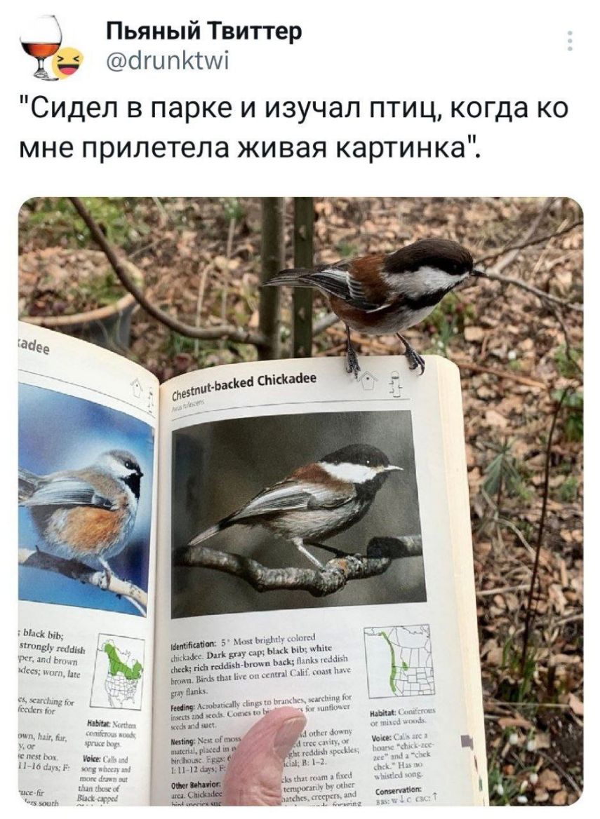 Пьяный Твиттер бгипИиі Сидел в парке и изучал птиц когда ко мне прилетела живая картинка