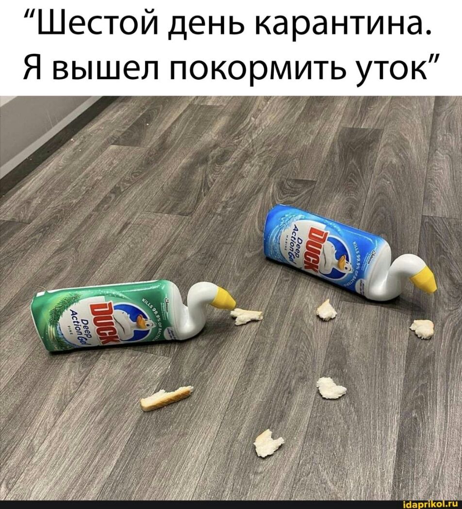 Шестой день карантина Я вышел покормить уток и и