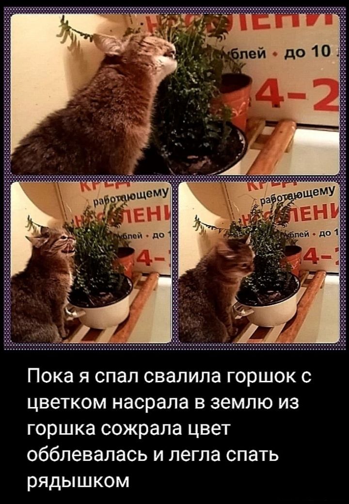 Пока я спал свалила горшок с цветком насрала в землю из горшка сожрала цвет обблевалась и легла спать рядышком
