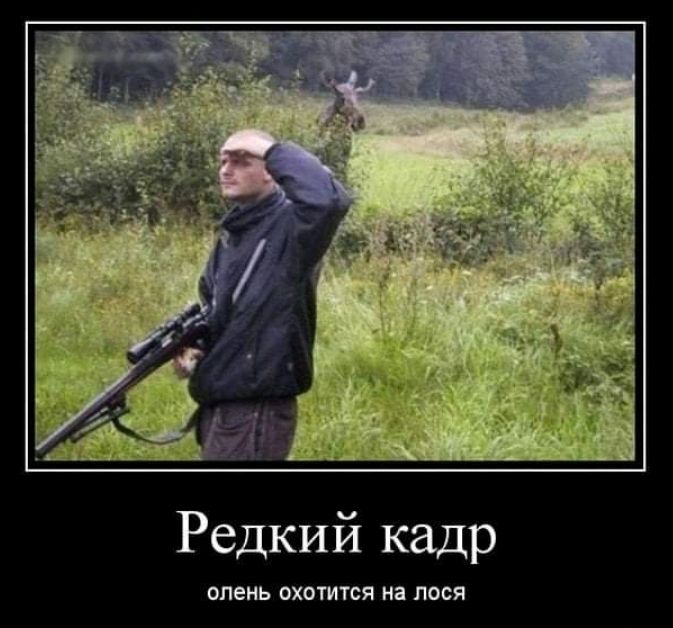 к й И и 6 Р олень охотится на лося