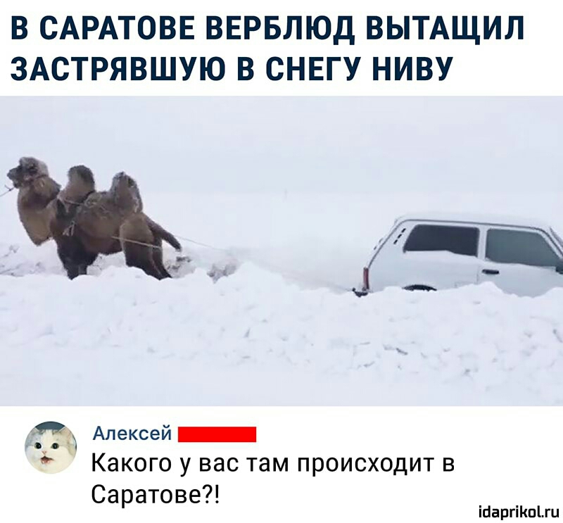 В САРАТОВЕ ВЕРБЛЮД ВЫТАЩИЛ ЗАСТРЯВШУЮ В СНЕГУ НИВУ Від Алексей Какого у вас там происходит в Саратове іааргіКпги