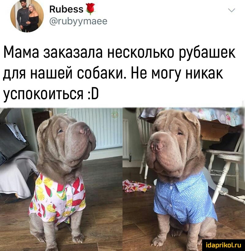 НиЬезз гцЬуутаее Мама заказала несколько рубашек для нашей собаки Не могу никак успокоиться В