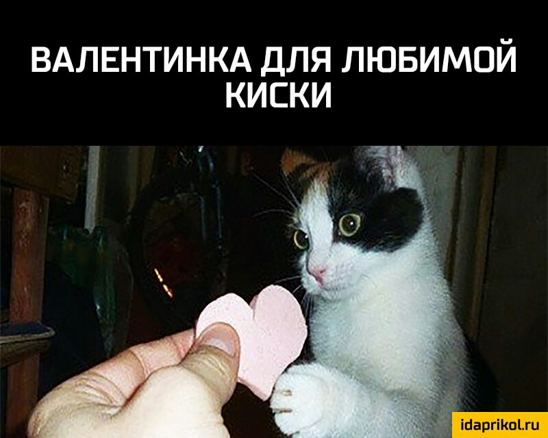 ВАЛЕНТИНКА ДЛЯ ЛЮБИМОЙ КИСКИ