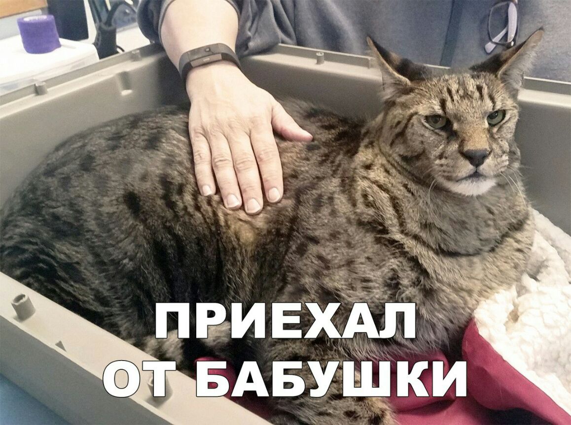 ФТ БАБУШКИ