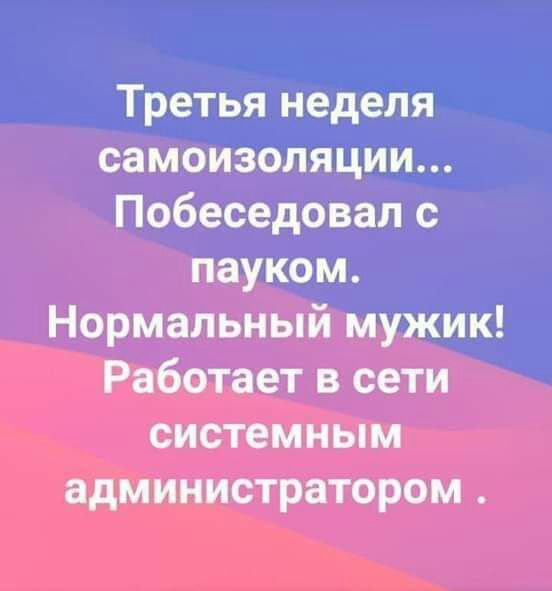 Третья неделя самоизоляции Побеседовал с пауком Нормальный мужик Работает в сети системным администратором