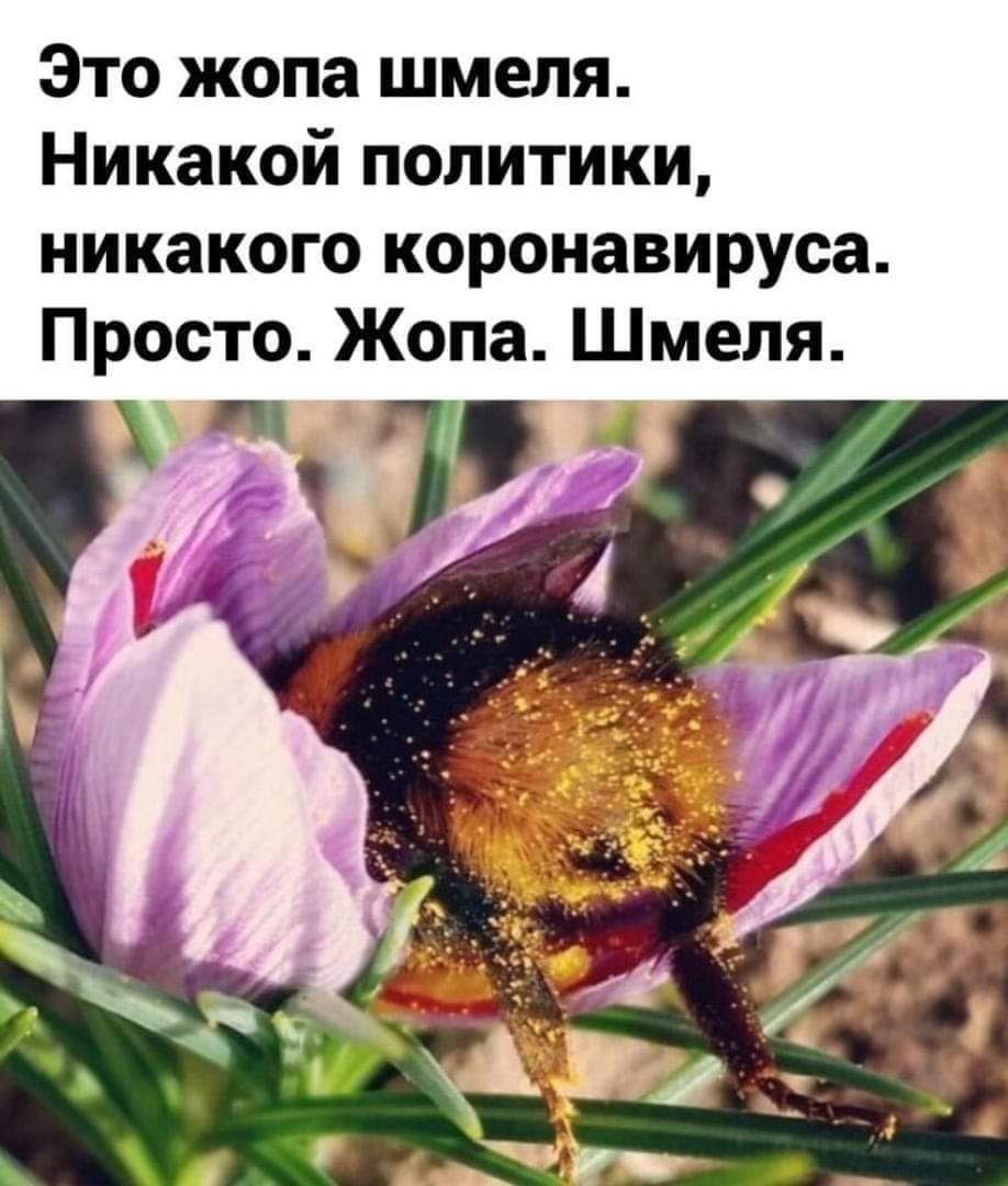 Это жопа шмеля Никакой политики никакого коронавируса Просто Жопа Шмеля