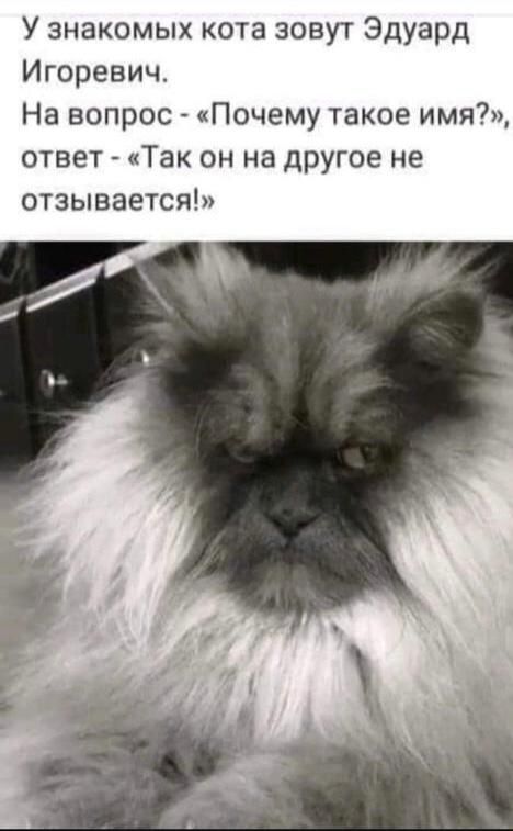 У знакомых кота зовут Эдуард Игоревич На вопрос Почему такое имя ответ Так он на другое не отзывается