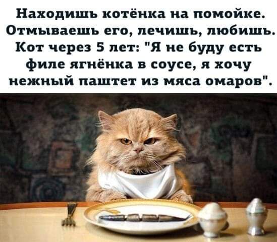 Находищь котёнка на помойке Отмываещъ его печишь тобишь Кот через 5 лет Я не буду есть филе ягнёнка в соусе я хочу нежный паштет из мяса омаров