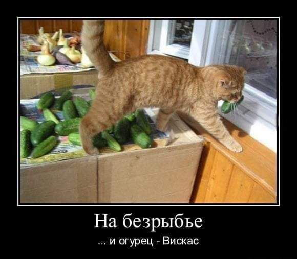 На безрыбье и огурец Вискас
