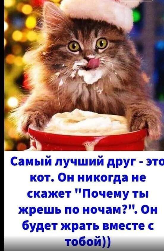 Самый лучший друг это кот Он никогда не скажет Почему ты жрешь по ночам Он будет жрать вместе с