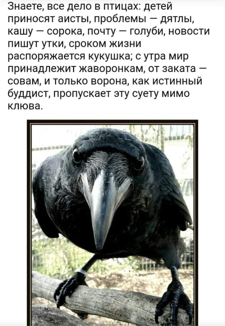 Знаете все дело в птицах детей приносят аисты проблемы дятлы кашу сорока почту голуби новости пишут утки сроком жизни распоряжается кукушка с утра мир принадлежит жаворонкам от заката совам и только ворона как истинный буддист пропускает эту суету мимо клюва