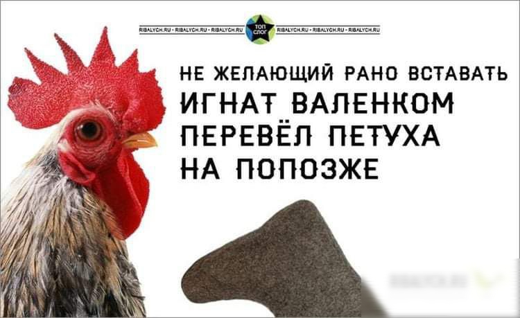 Ж НЕ ЖЕЛАЮЩИЙ РАНО ВСТАВАТЬ __ игНАт__ВАпЕнком пврвввп ПЕТУХА НА попозже