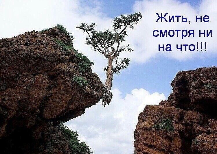 Жить не смотря ни на что