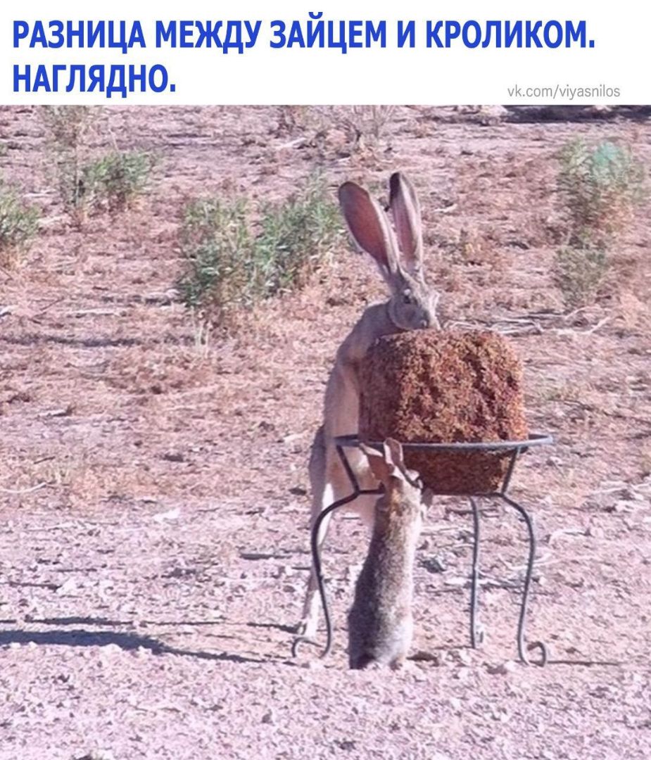 РАЗНИЦА МЕЖДУ ЗАЙЦЕМ И КРОЛИКОМ сотшуазтЮз