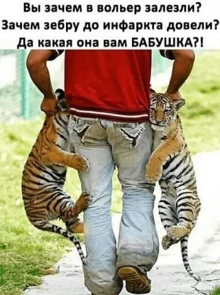 Вы зачем в вольер залезли Зачем зебру до инфаркта довели да какая она вам БАБУШКА