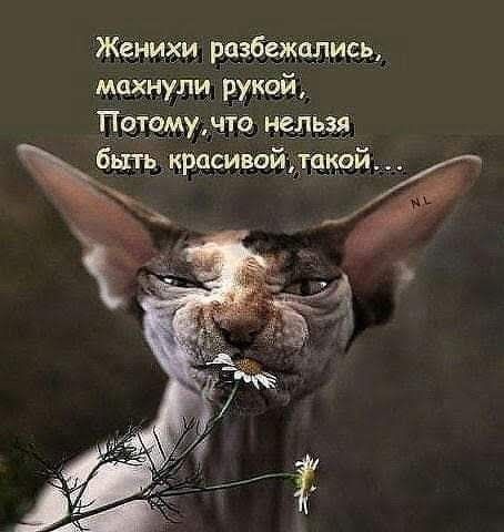 Женихи регбежапись