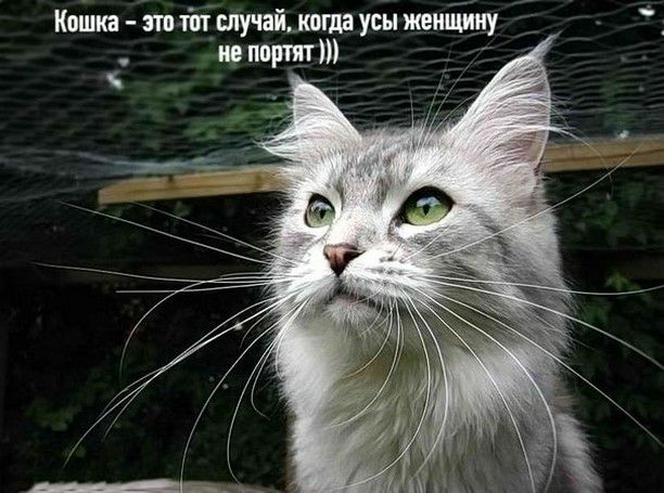 Кошигя это тіп случай копи усы на порт