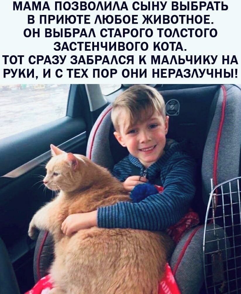 МАМА ПОЗВОАИАА СЫНУ ВЫБРАТЬ В ПРИЮТЕ АЮБОЕ ЖИВОТНОЕ ОН ВЫБРАА СТАРОГО ТОАСТОГО ЗАСТЕНЧИВОГО КОТА ТОТ СРАЗУ ЗАБРААСЯ К МААЬЧИКУ НА РУКИ И С ТЕХ ПОР ОНИ НЕРАЗАУЧНЫ Ч