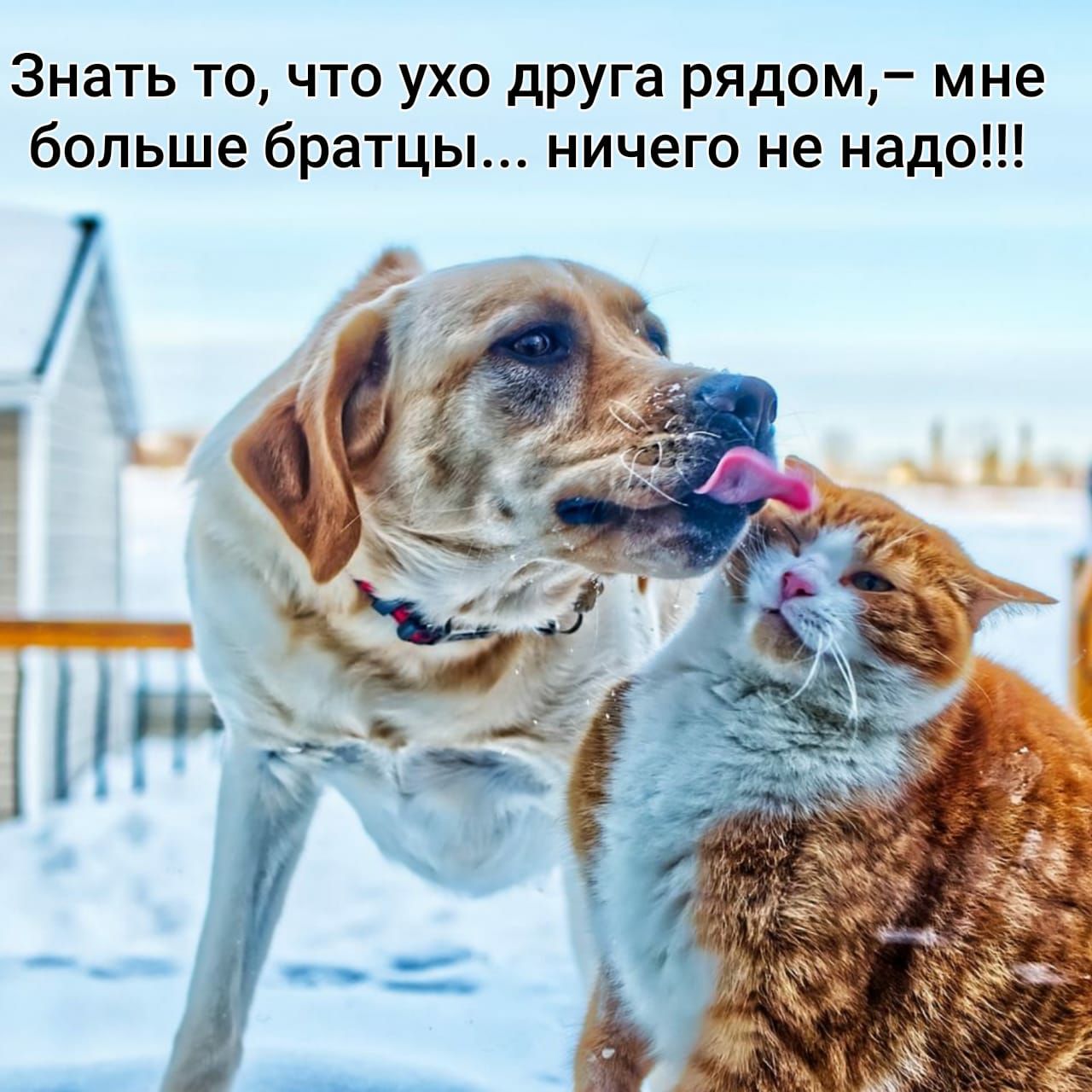 Знать то что ухо друга рядом мне больше братцы ничего не надо
