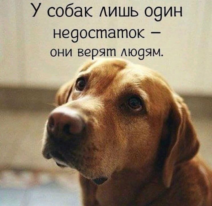 У собак АИШЬ о9ин не9остаток _ ОНИ верят АЮЭЯМ