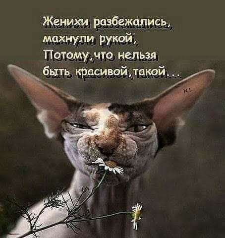 Женихи Розбіежцлись