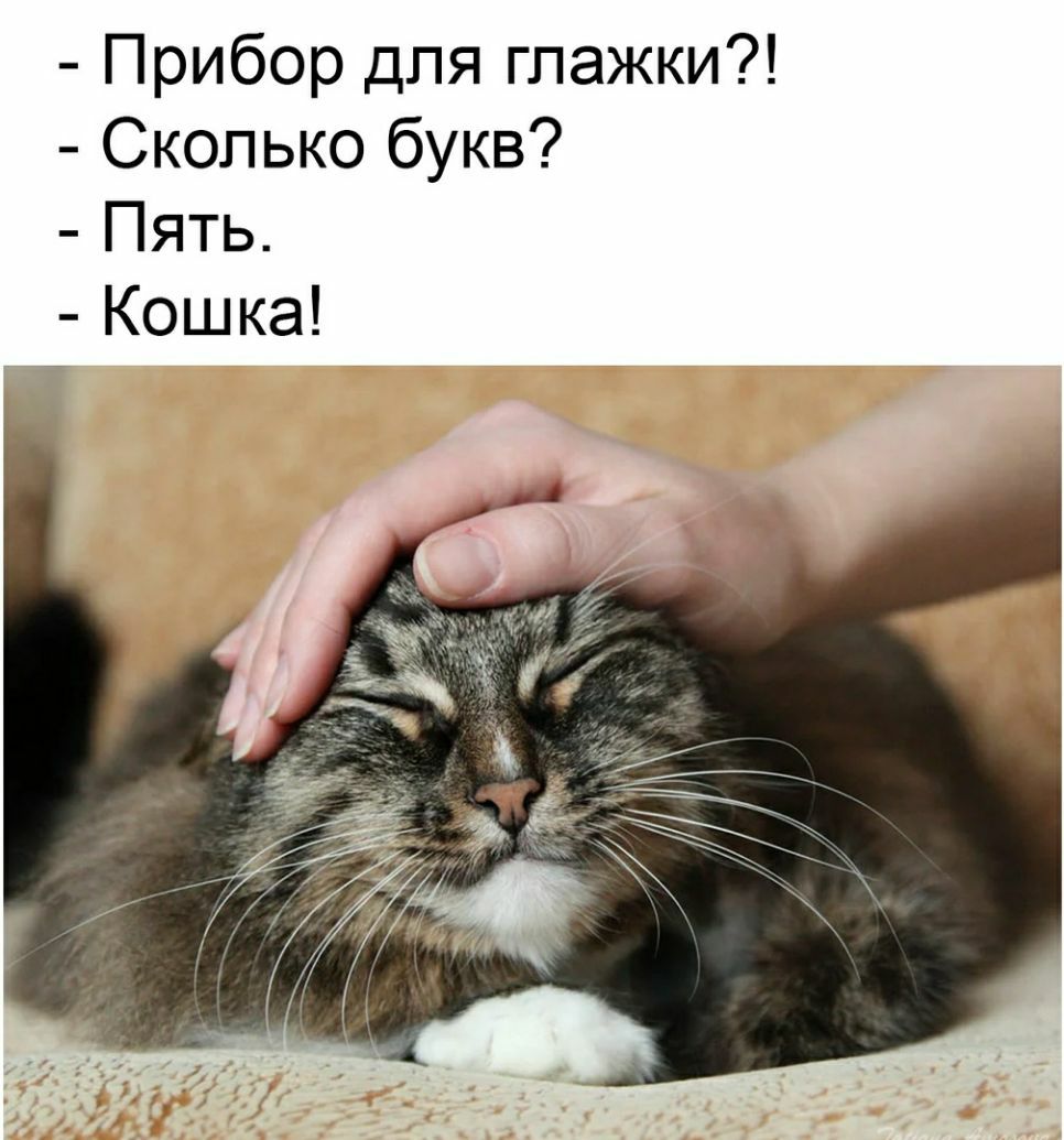 Прибор для глажки Сколько букв Пять Кошка