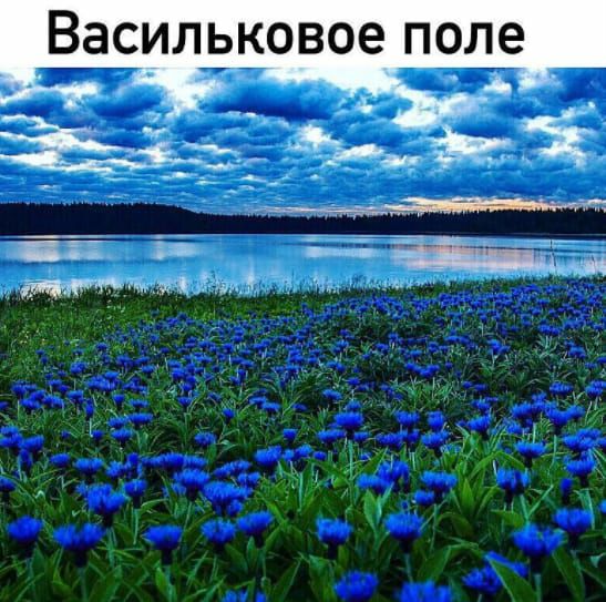 Васильковое поле т _