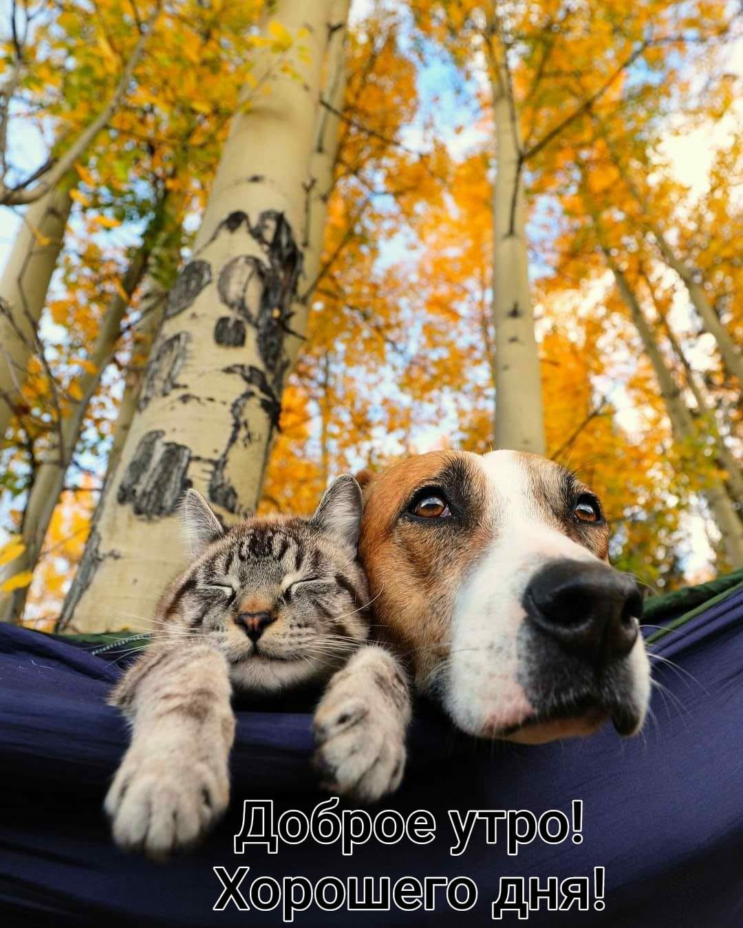 д утдбхфд Хдт