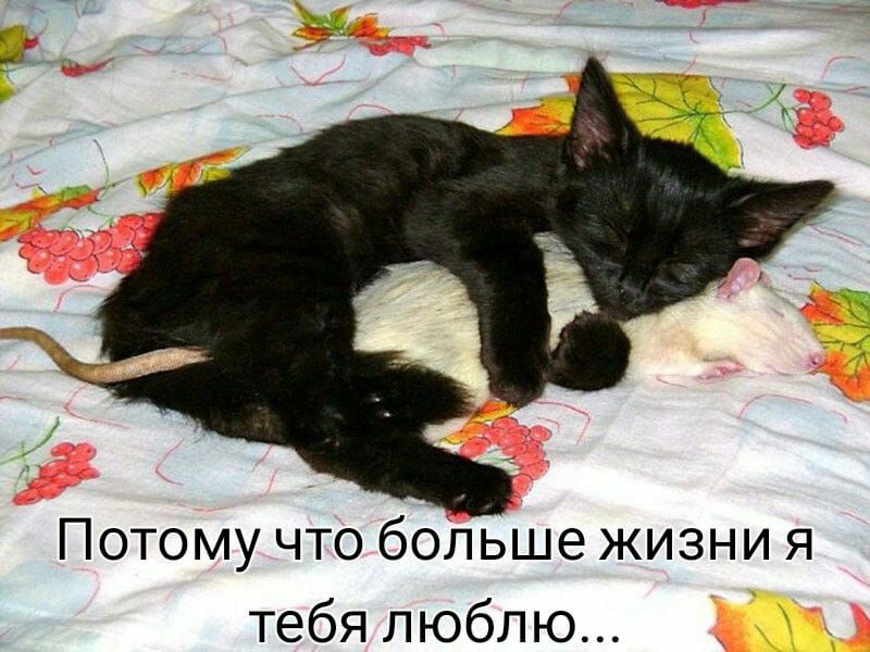 Потому что больше жизни я тебя люблю