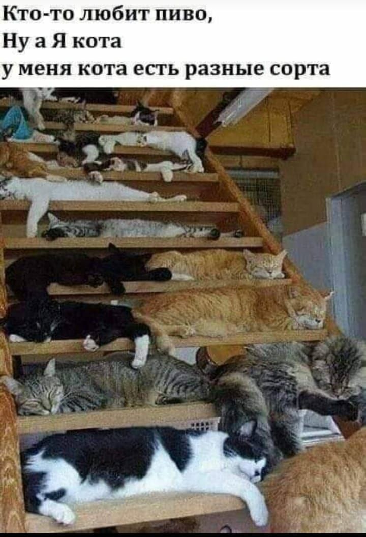 Кто то любит пиво Ну 3 Я кота у меня кота есть разные сорта