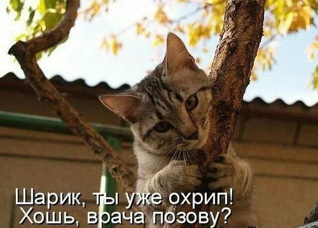 Ша ик ох ип ХОБДЬ віэазіпа дпдбзорву