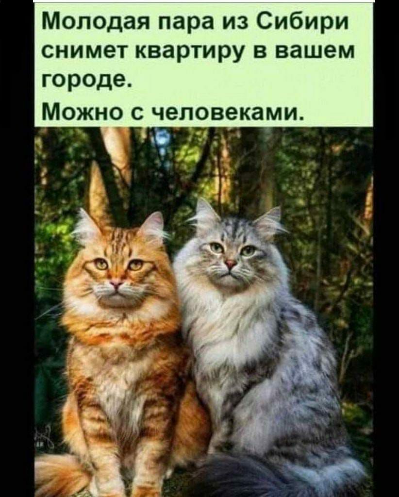 Молодая пара из Сибири снимет квартиру в вашем городе Можно с человеками