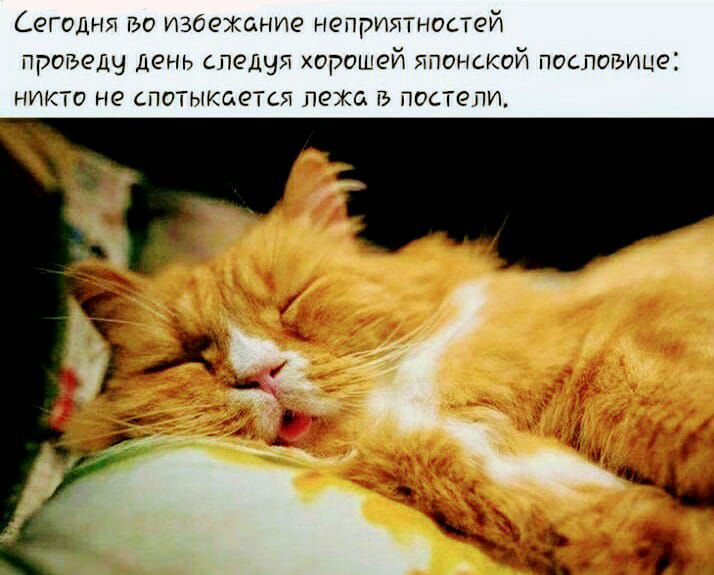 Сегодня во избежание неприятностей протъещ день следуя хорошей японской пословице никто не спотыкается пежо посте пи