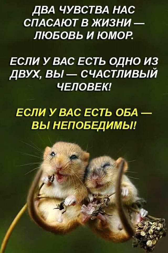 ДВА ЧУВСТВА НАС СПАСАЮТ В ЖИЗНИ ЛЮБОВЬ И ЮМОР ЕСЛИ У ВАС ЕСТЬ ОДНО И ДВУХ ВЫ СЧАСТЛИВЬИ ЧЕЛОВЕК ЕСЛИ У ВАС ЕСТЬ ОБА ВЫ НЕПОБЕЦИМЫ