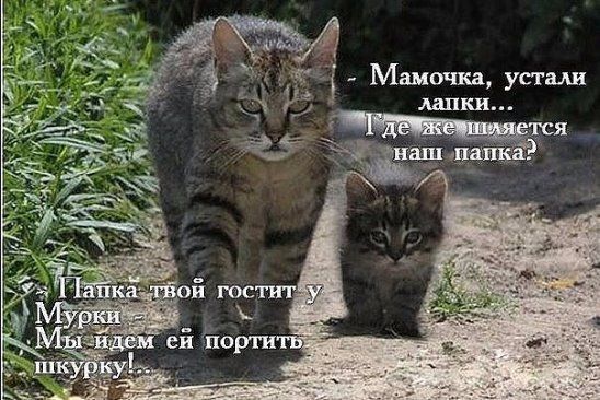 Ё Мамочка устали лапки