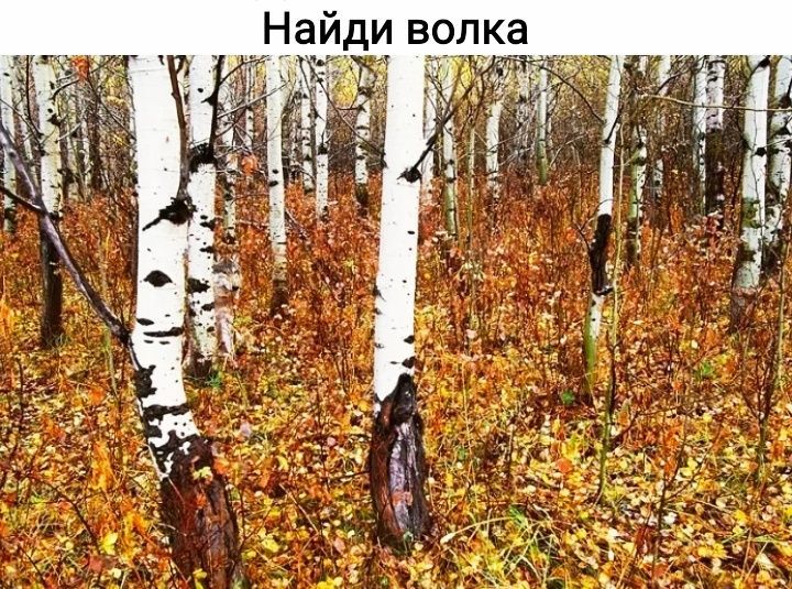 а К Л О В И д И а Н