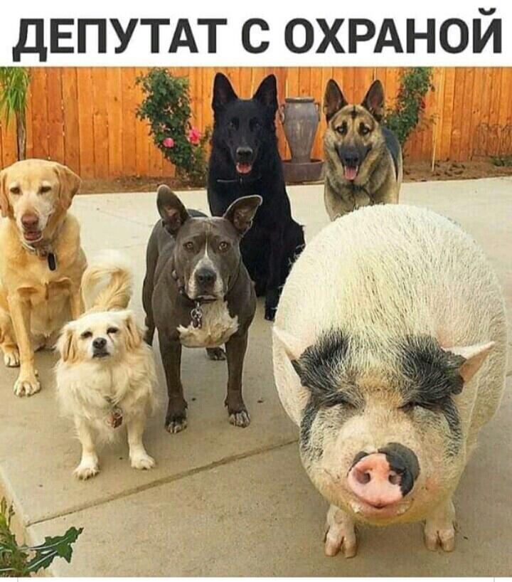 дЕПУТАТ С ОХРАНОЙ