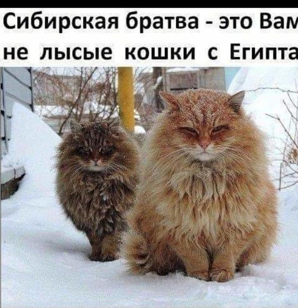 Сибирская братва это Ваш не лысые_ кошки с Египта