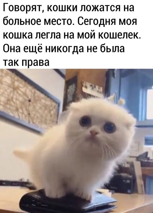 Говорят кошки ложатся на больное место Сегодня моя кошка легла на мой кошелек Она ещё никогда не была так права