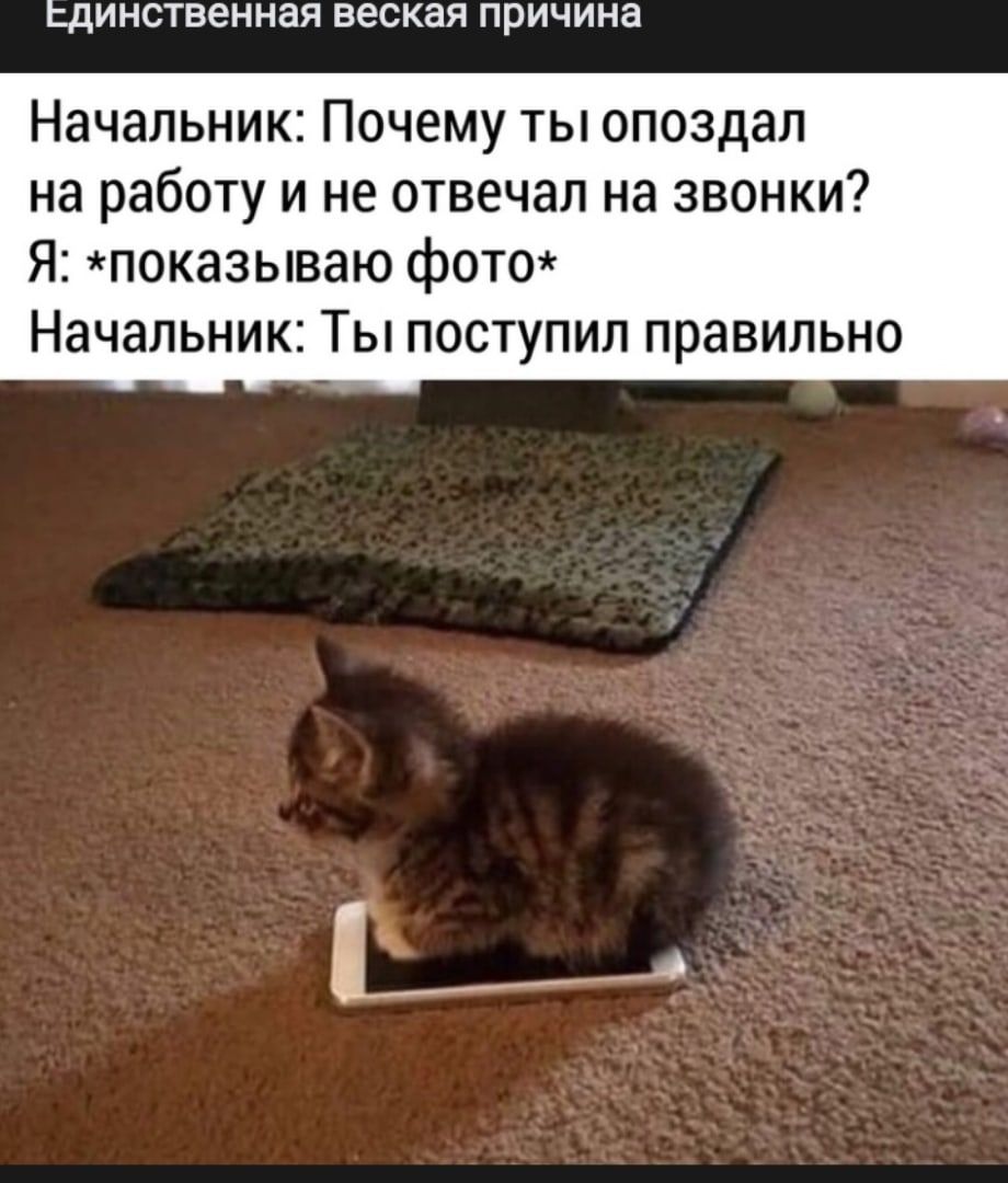 Ьдинственная веская ПРИЧИНЗ Начальник Почему ты опоздал на работу и не отвечал на звонки Я показываю фото Начальник Ты поступил правильно
