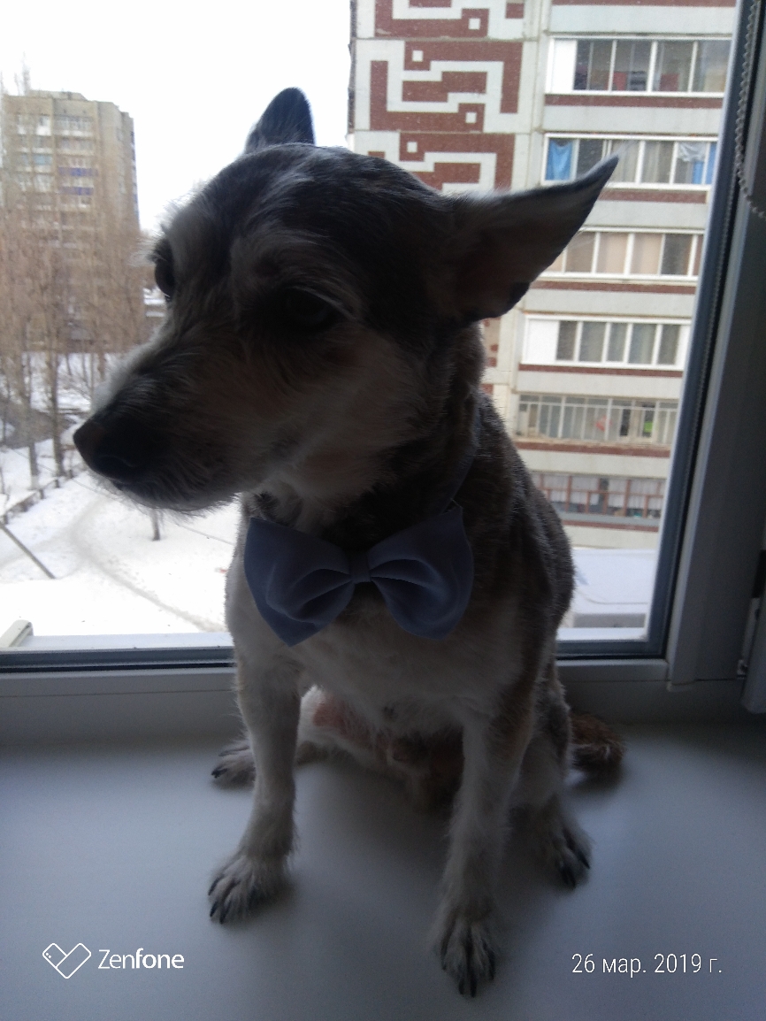 26 мар 2019 г