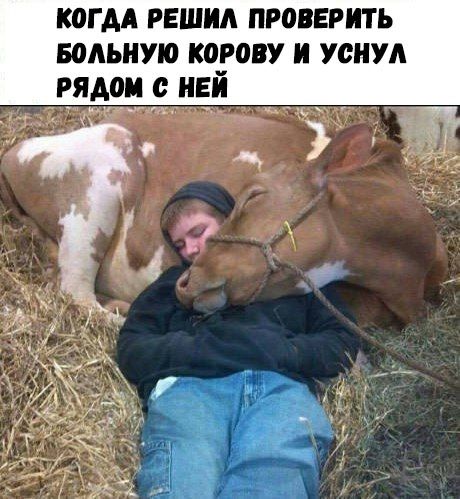 КОГДА РЕШИА ПРОВЕРИТЬ БОАЬИУЮ КОРОВУ И УСИУА РЯАОИ _с_ ИЕИ