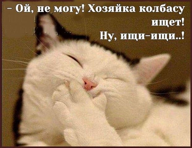 Ой не могу Хозяйка колбасу ищет Ну ищи ищи