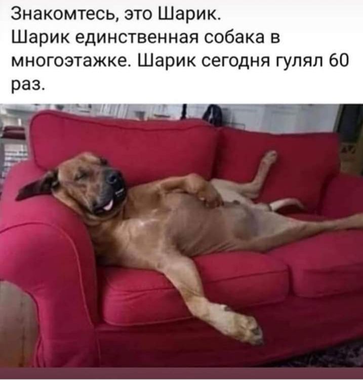 3накомтесь это Шарик Шарик единственная собака в многоэтажке Шарик сегодня гулял 60