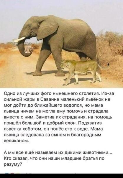 Одно из лучшик Фото нынешнего столетия Из за сильной жары в саванне маленький Львёнок не мог дойти до ближайшего аодопод но мама львица ничем не могла ему ппмочь и страдала вместе с ним Заметив их страдания на помощь пришёл больший и добрый он подхватив пьненкз хоботом он понёс его к воде Мама львица следовала за сыном и благородным вепиканом А мы все ещё называем их дикими животными Кто сказал чт