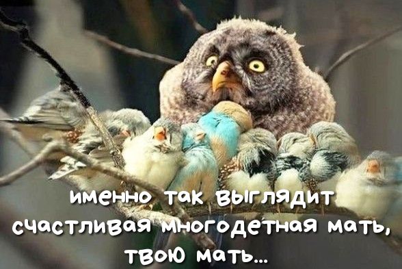 счастливё оседать я мать твою мать