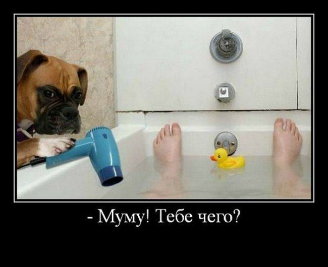Муму Тебе чего