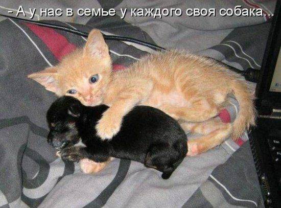 95071 90 ОГО Янг