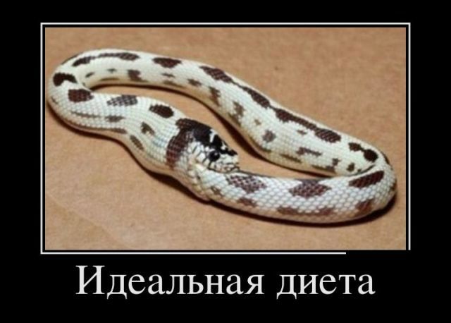 Идеальная диета