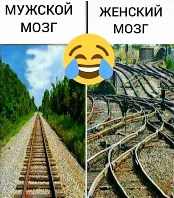мужской женский мозг
